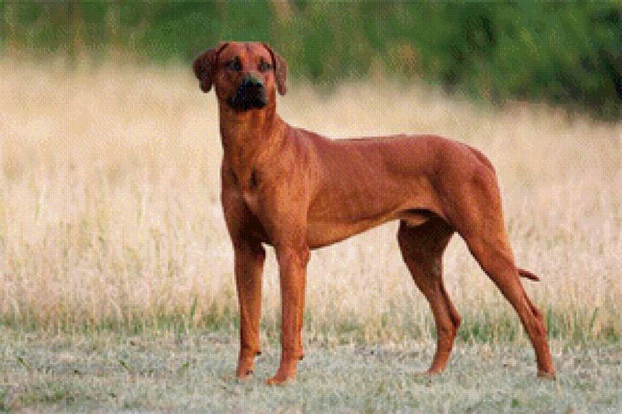 Риджбек - риджбек, собаки - предпросмотр