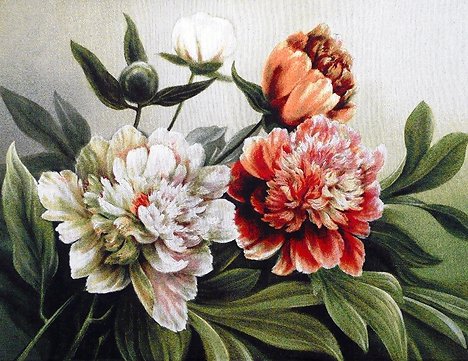 пионы - картина, цветы, пано - оригинал