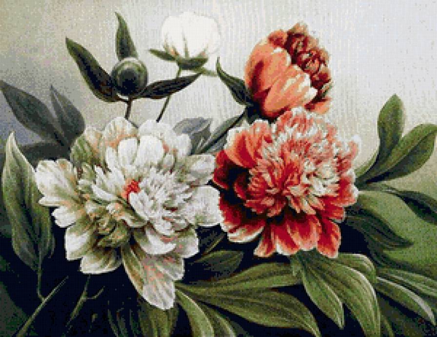 пионы - картина, цветы, пано - предпросмотр