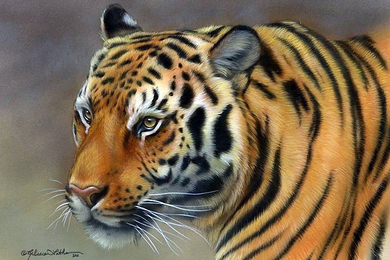 №725830 - хищник, животное, тигр - оригинал
