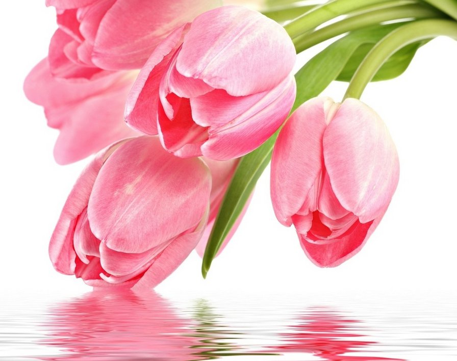 Розовые тюльпаны - оригинал