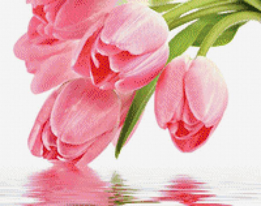 Розовые тюльпаны - предпросмотр