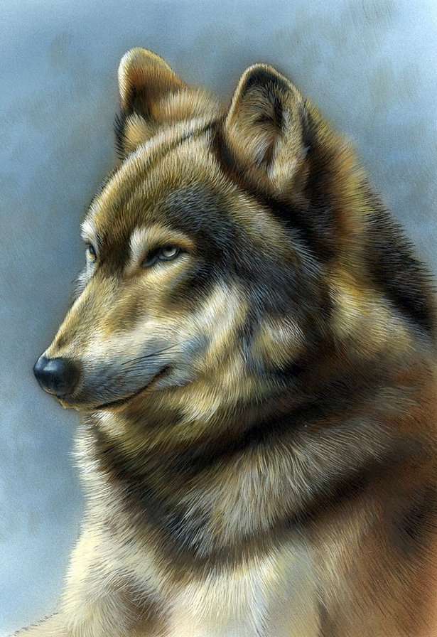 №725998 - животное, хищник, волк - оригинал