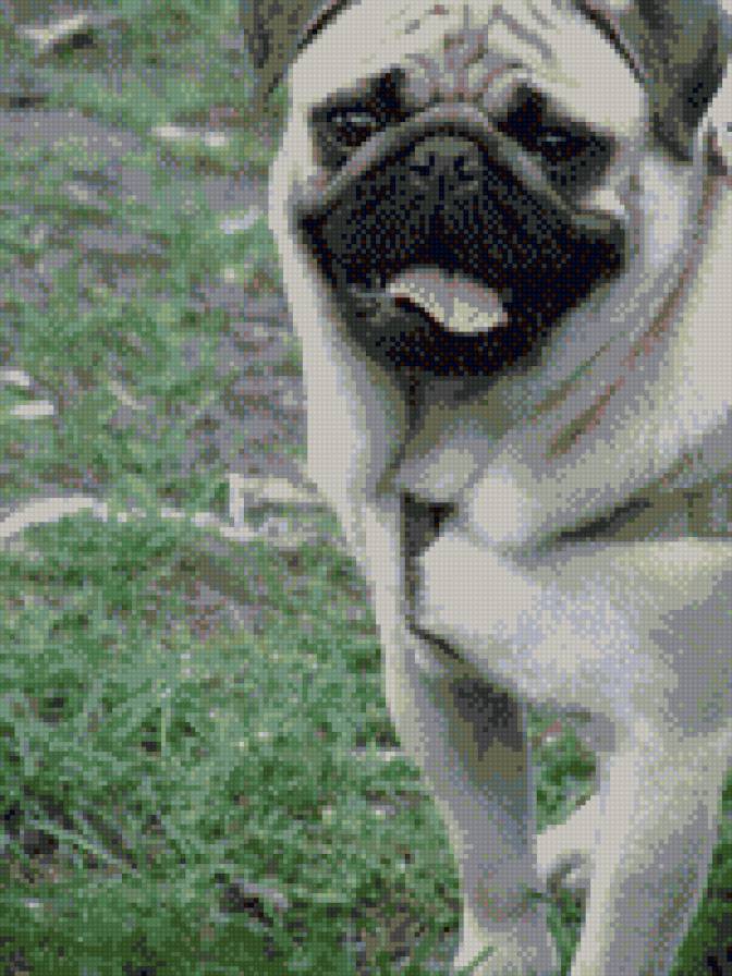 Мопс - предпросмотр