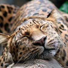 Схема вышивки «Спящий леопард»