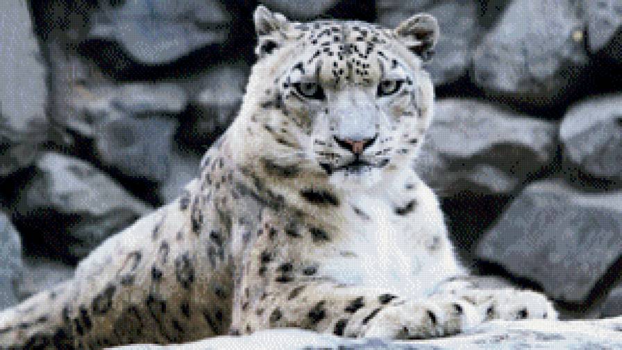 Белый леопард - предпросмотр