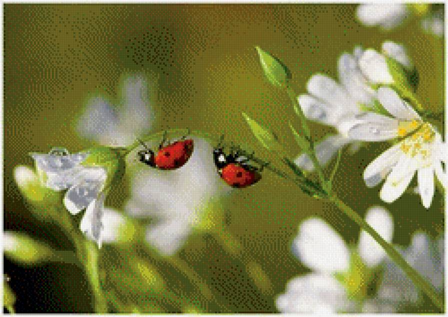 Божьи коровки - предпросмотр