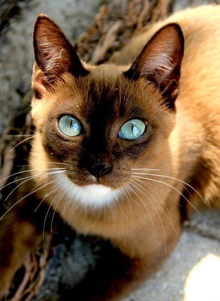 №726446 - кошка - оригинал