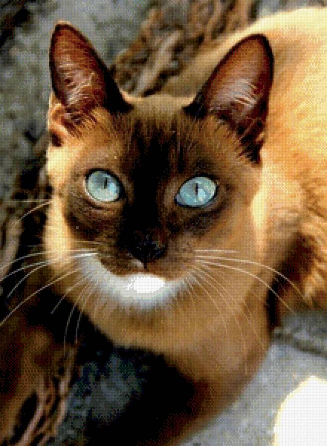 №726446 - кошка - предпросмотр