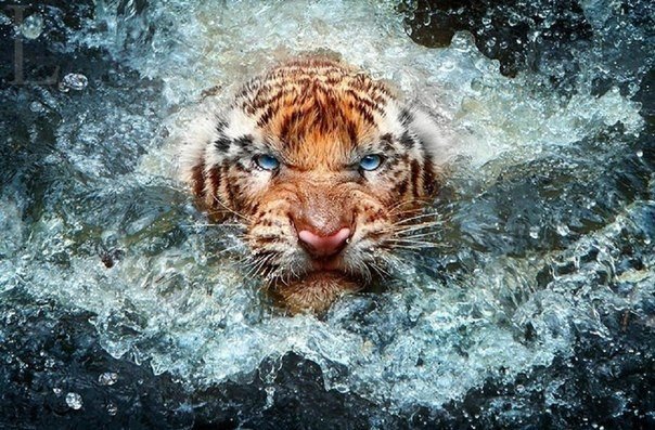 Тигр - оригинал