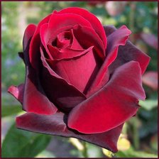 Схема вышивки «серия "подушки"»