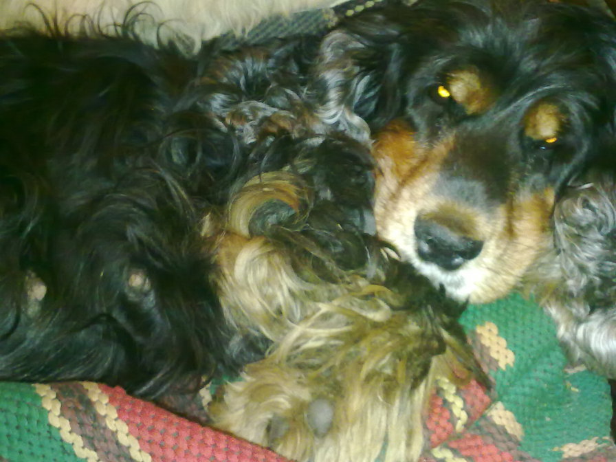 Лютя - оригинал