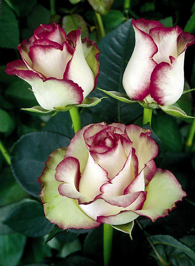 её величество роза 2 - букет, цветы, розы - оригинал