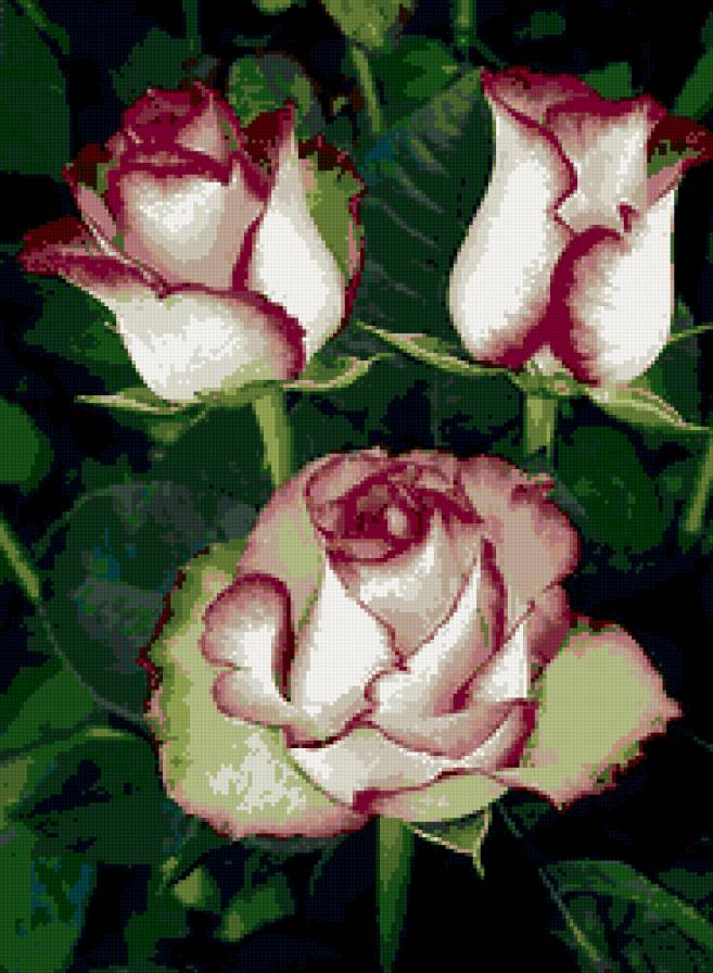 её величество роза 2 - цветы, розы, букет - предпросмотр