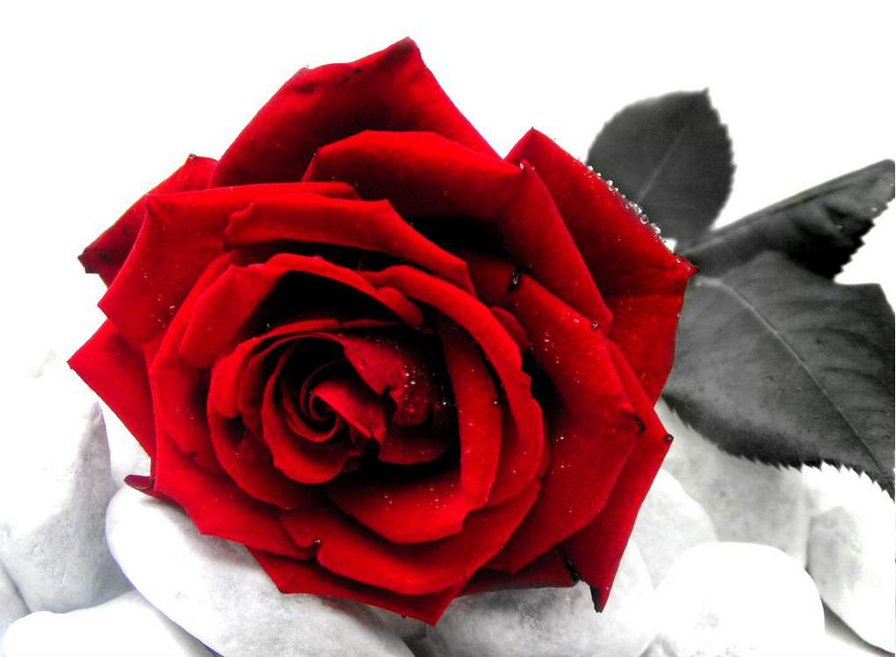 эмблема любви - роза, цветы - оригинал
