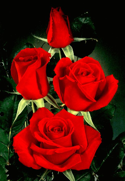 розы - букет, цветы, розы - оригинал