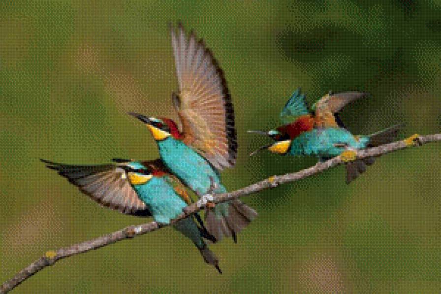 райские птички - синяя птица, птицы. колибри - предпросмотр