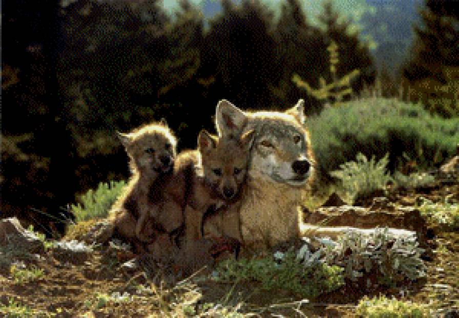 №727041 - волки - предпросмотр