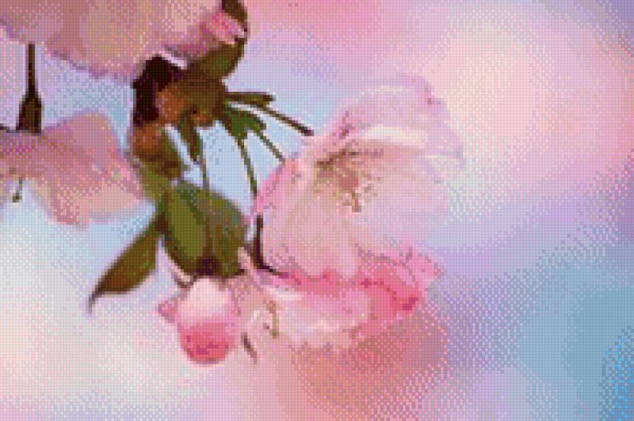 Сакура - сакура, цвет сакуры, деревья, цветы - предпросмотр