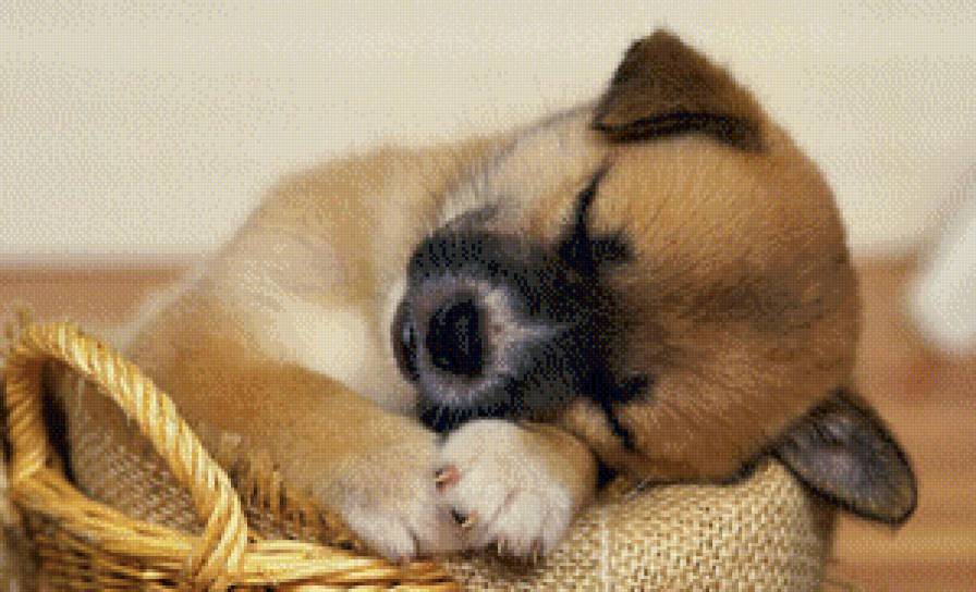 щенок - щенок, собака - предпросмотр