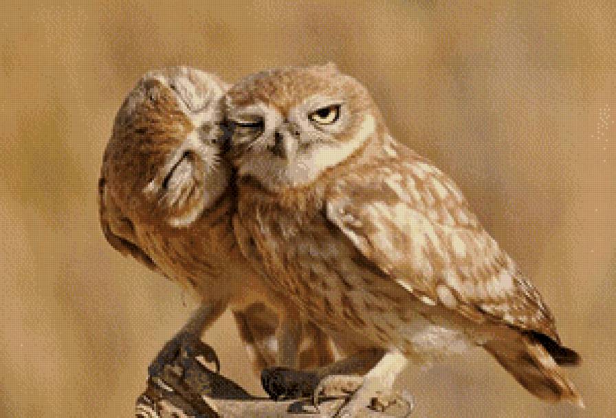 Совы - птицы, природа, любовь - предпросмотр