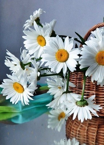 ромашки - цветы - оригинал