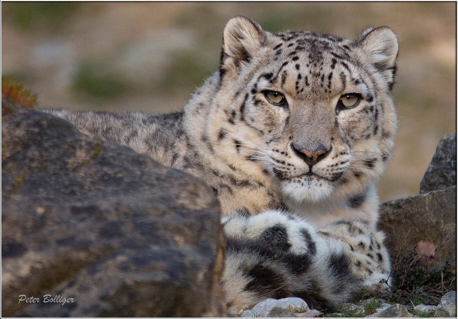 барс - животные, барс - оригинал