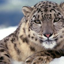 Схема вышивки «барс»