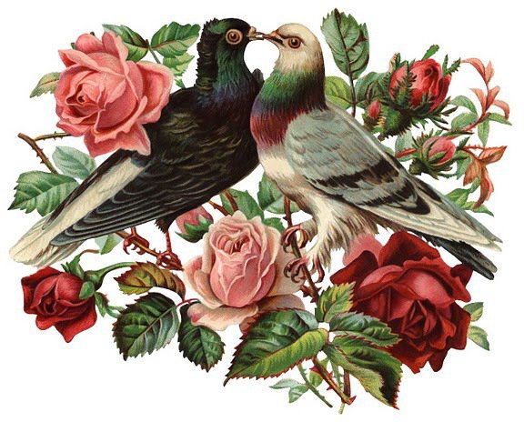 серия "птицы" - птицы.голуби.цветы.розы - оригинал