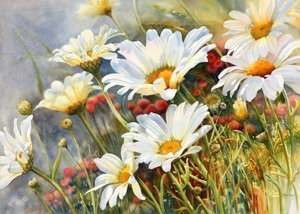 №727304 - ромашки, цветы - оригинал