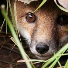 Схема вышивки «лиса»