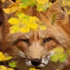 Схема вышивки «лиса»