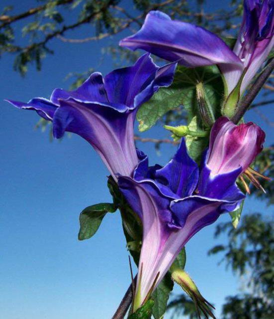 цветы - цветы - оригинал