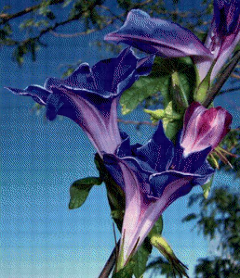 цветы - цветы - предпросмотр