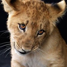 Схема вышивки «львенок»