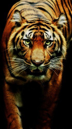 тигр - дикие животные - оригинал