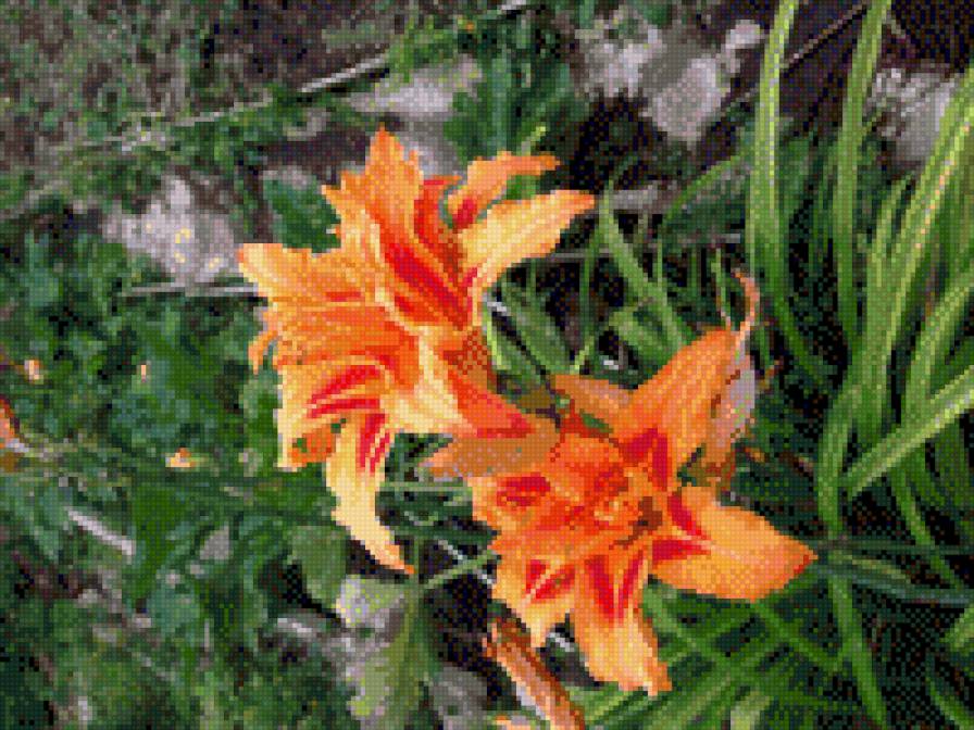 Лилейник - оранжевый, лилейник, лилии, цветы - предпросмотр