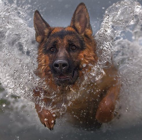 Овчарка - оригинал