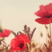 Схема вышивки «маки»