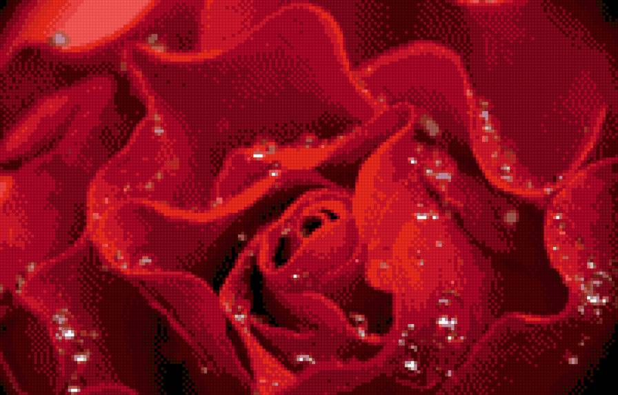 роза в росе - роса, вода, цветок, монохром, роза, красный - предпросмотр