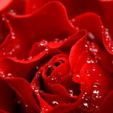 Схема вышивки «роза в росе»