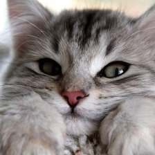 Схема вышивки «Киска»