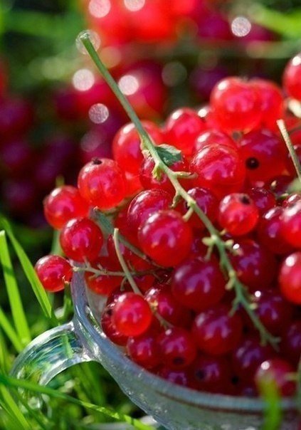 красная смородинка - красная смородинка - оригинал