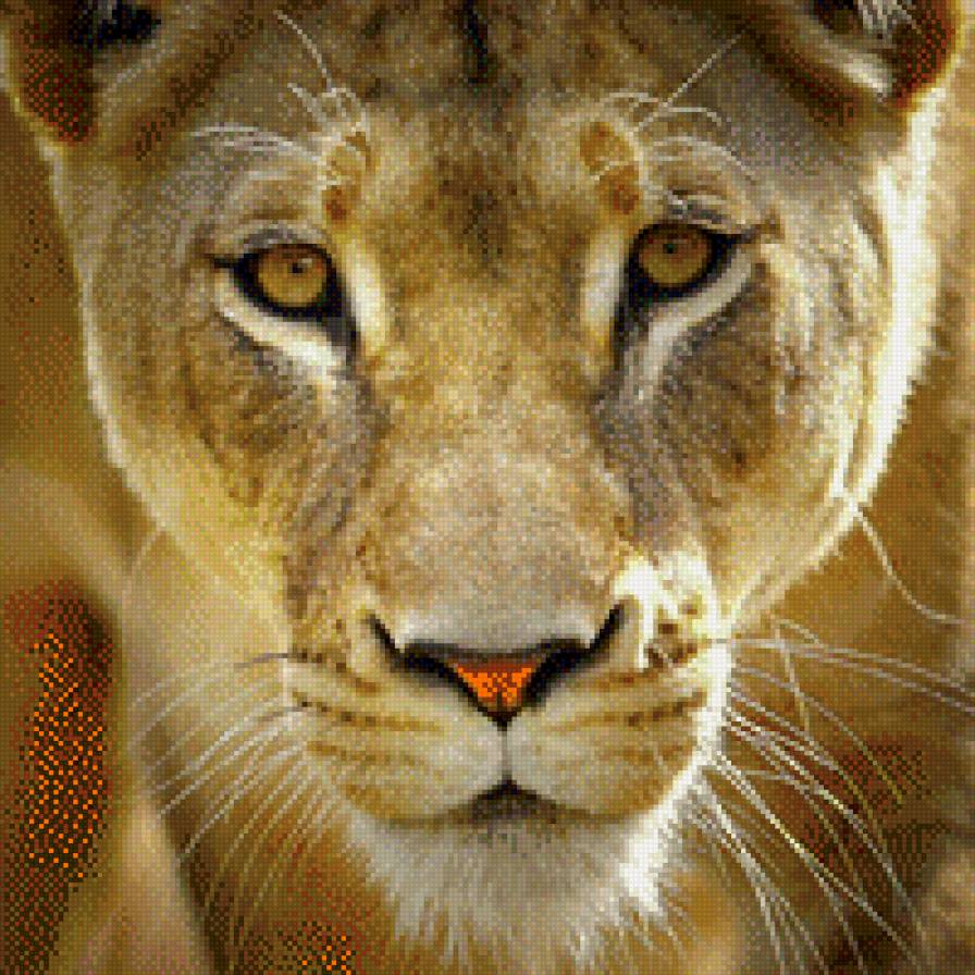 Кошкаа - животные - предпросмотр