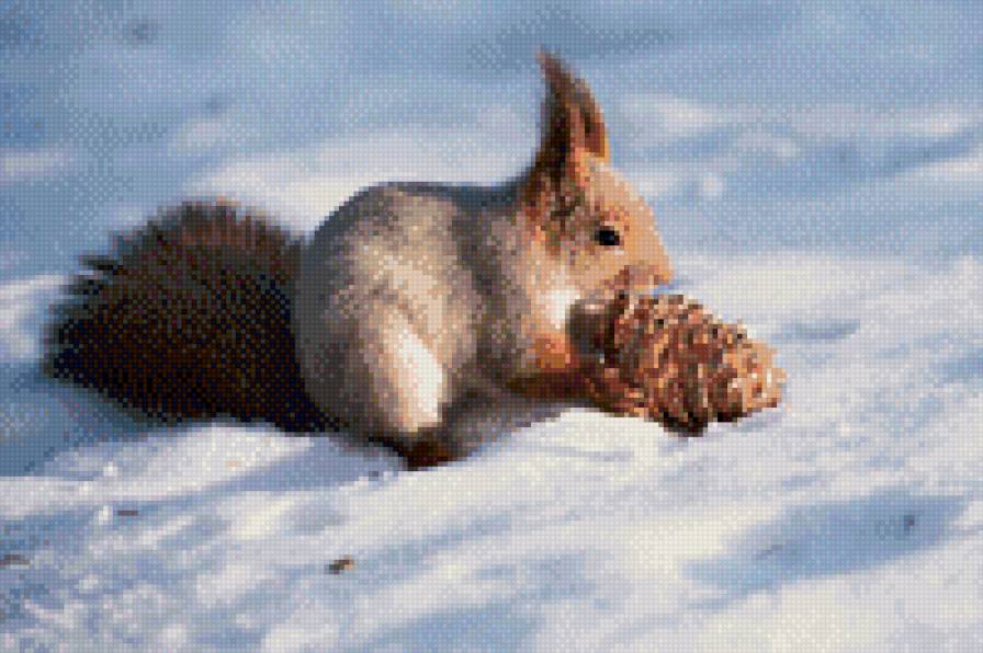 Белочка - животные - предпросмотр