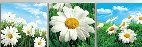 Ромашки - сегментированные картины - оригинал