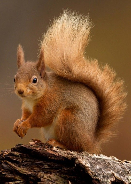 белка - животные - оригинал