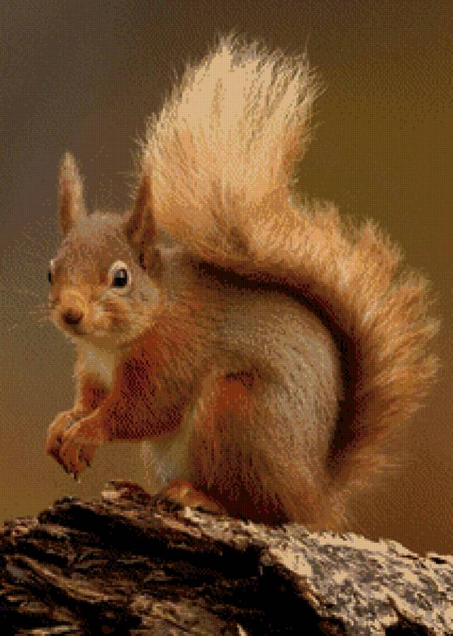 белка - животные - предпросмотр