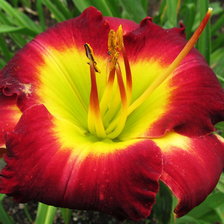 Оригинал схемы вышивки «цветок» (№728944)