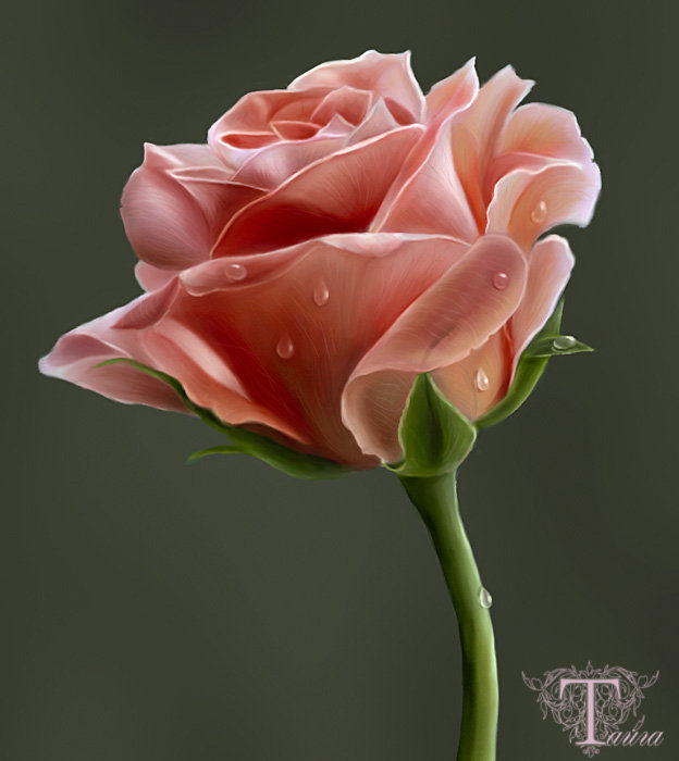 розочка - оригинал